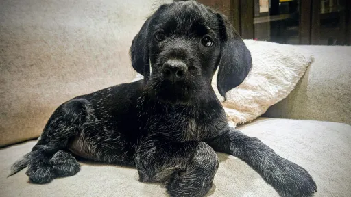 Black puppy lying on a beige sofa, looking alert.