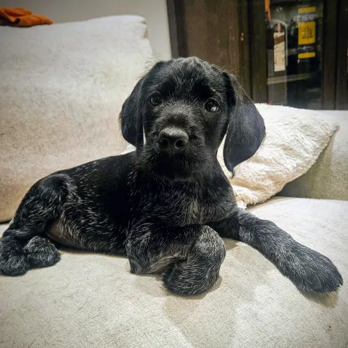 Black puppy lying on a beige sofa, looking alert.