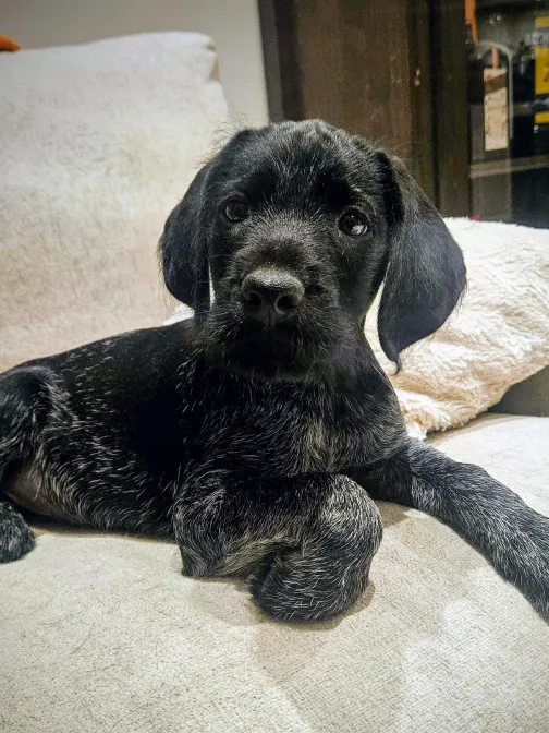 Black puppy lying on a beige sofa, looking alert.