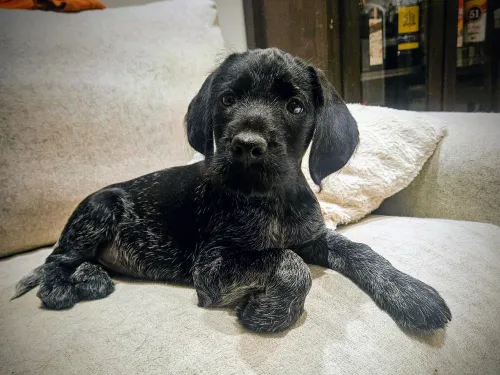 Black puppy lying on a beige sofa, looking alert.